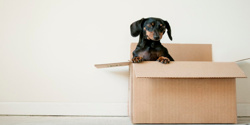 Moving House With Pets – Do’s & Don’ts